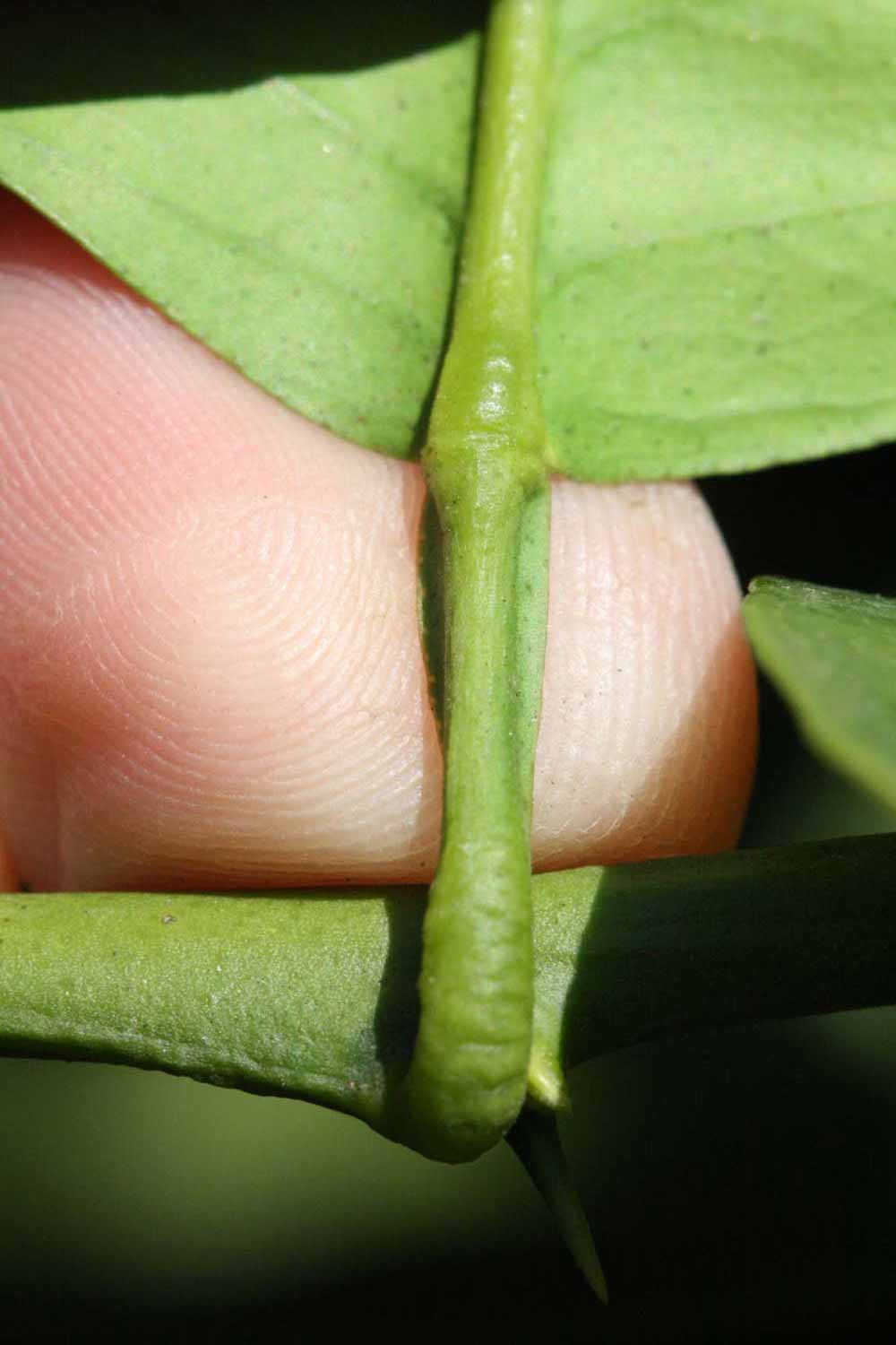              Petiole (Riverside, CA)       